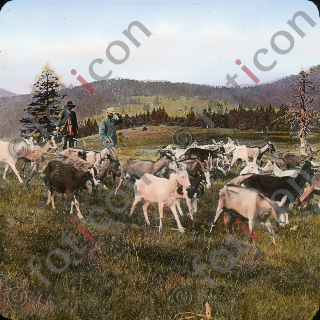 Ziegen im Schwarzwald | Goats in the Black Forest - Foto foticon-simon-127-017.jpg | foticon.de - Bilddatenbank für Motive aus Geschichte und Kultur